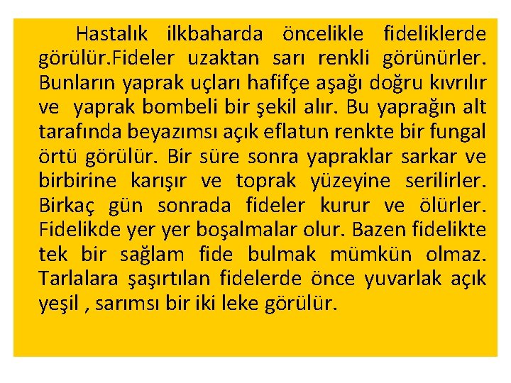 Hastalık ilkbaharda öncelikle fideliklerde görülür. Fideler uzaktan sarı renkli görünürler. Bunların yaprak uçları hafifçe