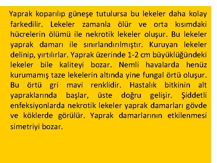 Yaprak koparılıp güneşe tutulursa bu lekeler daha kolay farkedilir. Lekeler zamanla ölür ve orta