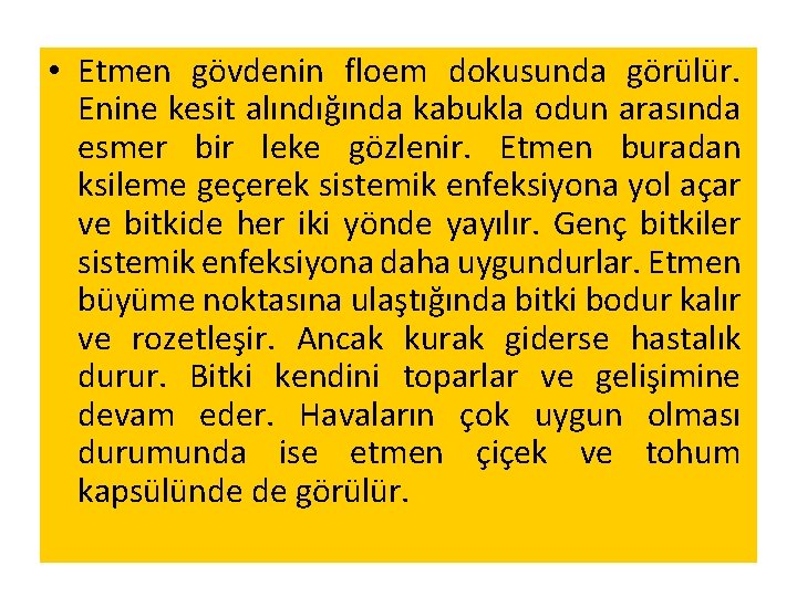  • Etmen gövdenin floem dokusunda görülür. Enine kesit alındığında kabukla odun arasında esmer