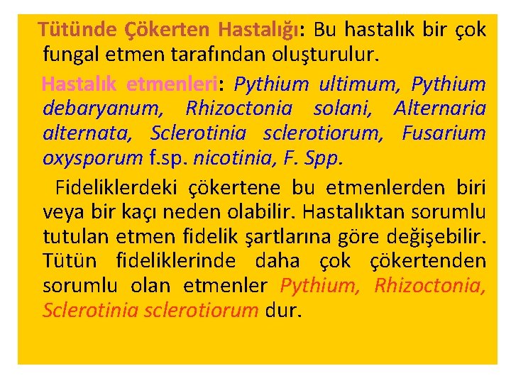 Tütünde Çökerten Hastalığı: Bu hastalık bir çok fungal etmen tarafından oluşturulur. Hastalık etmenleri: Pythium