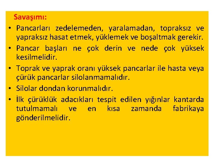  • • • Savaşımı: Pancarları zedelemeden, yaralamadan, topraksız ve yapraksız hasat etmek, yüklemek