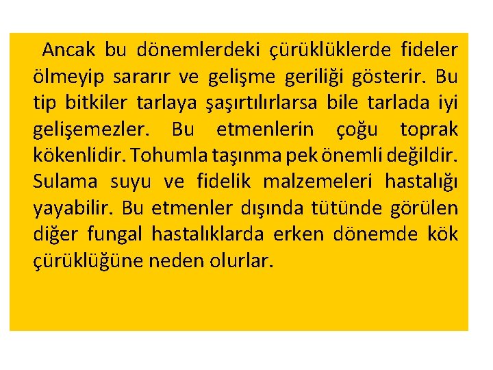 Ancak bu dönemlerdeki çürüklüklerde fideler ölmeyip sararır ve gelişme geriliği gösterir. Bu tip bitkiler