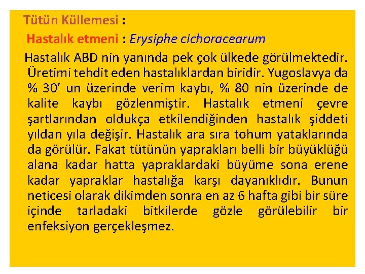 Tütün Küllemesi : Hastalık etmeni : Erysiphe cichoracearum Hastalık ABD nin yanında pek çok