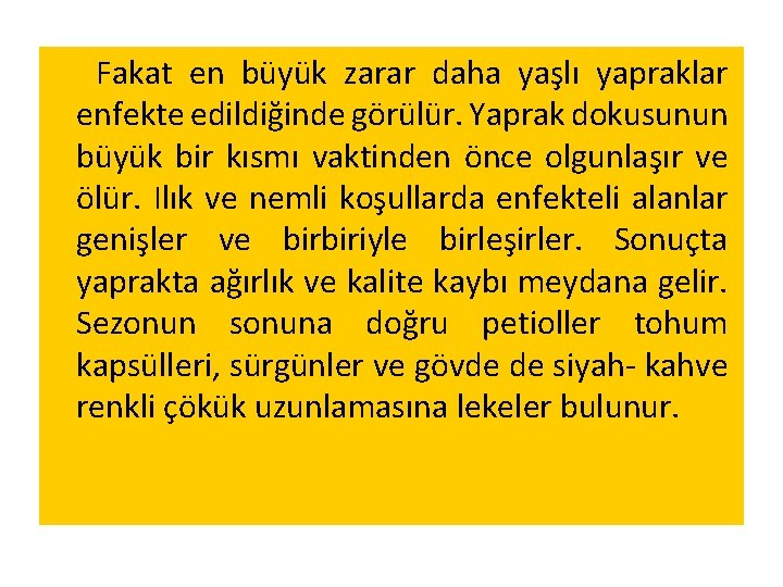 Fakat en büyük zarar daha yaşlı yapraklar enfekte edildiğinde görülür. Yaprak dokusunun büyük bir