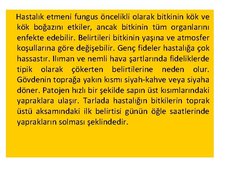 Hastalık etmeni fungus öncelikli olarak bitkinin kök ve kök boğazını etkiler, ancak bitkinin tüm