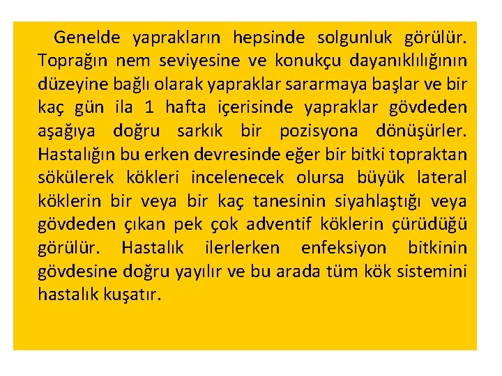 Genelde yaprakların hepsinde solgunluk görülür. Toprağın nem seviyesine ve konukçu dayanıklılığının düzeyine bağlı olarak