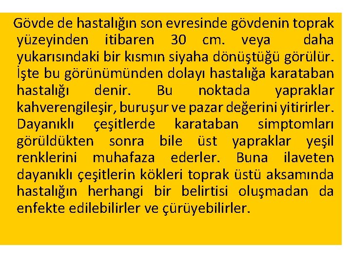 Gövde de hastalığın son evresinde gövdenin toprak yüzeyinden itibaren 30 cm. veya daha yukarısındaki