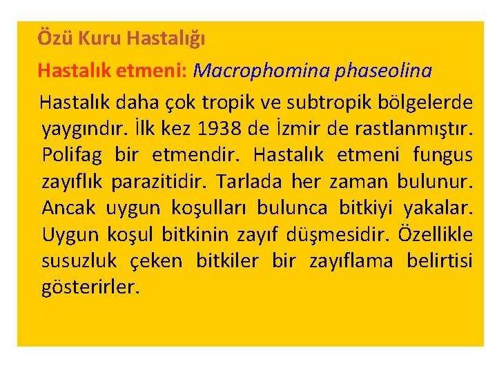 Özü Kuru Hastalığı Hastalık etmeni: Macrophomina phaseolina Hastalık daha çok tropik ve subtropik bölgelerde