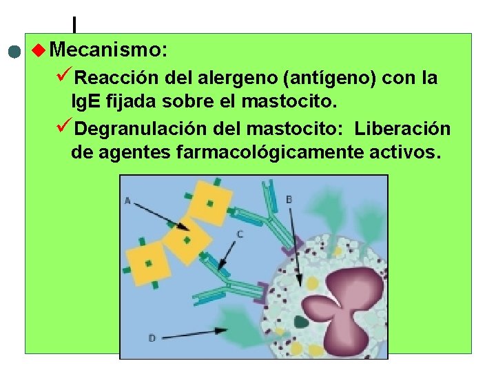 u Mecanismo: üReacción del alergeno (antígeno) con la Ig. E fijada sobre el mastocito.