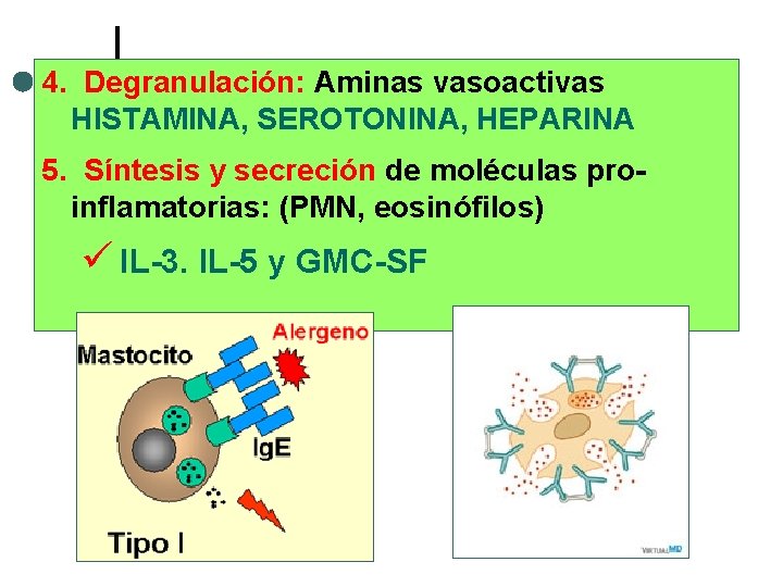 4. Degranulación: Aminas vasoactivas HISTAMINA, SEROTONINA, HEPARINA 5. Síntesis y secreción de moléculas proinflamatorias: