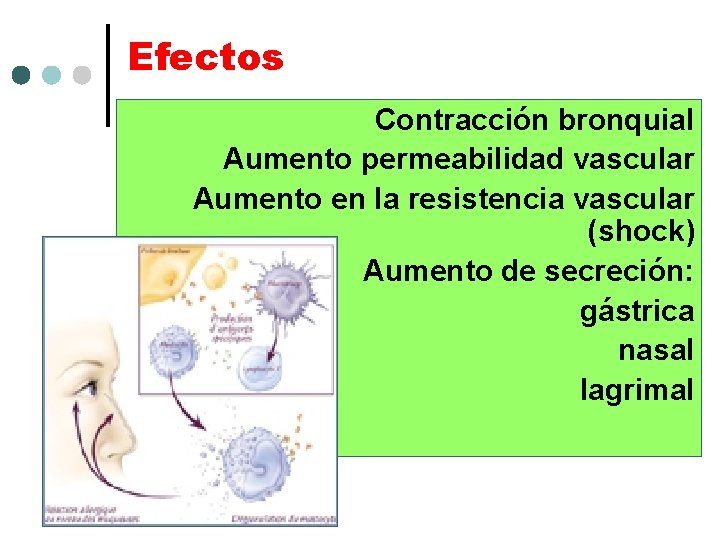 Efectos Contracción bronquial Aumento permeabilidad vascular Aumento en la resistencia vascular (shock) Aumento de