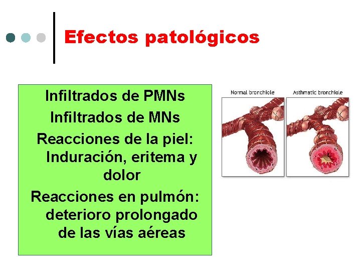 Efectos patológicos Infiltrados de PMNs Infiltrados de MNs Reacciones de la piel: Induración, eritema