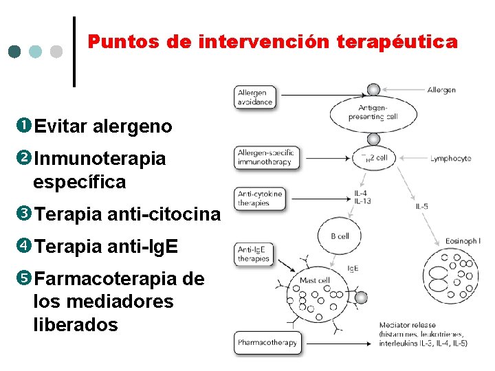 Puntos de intervención terapéutica Evitar alergeno Inmunoterapia específica Terapia anti-citocina Terapia anti-Ig. E Farmacoterapia