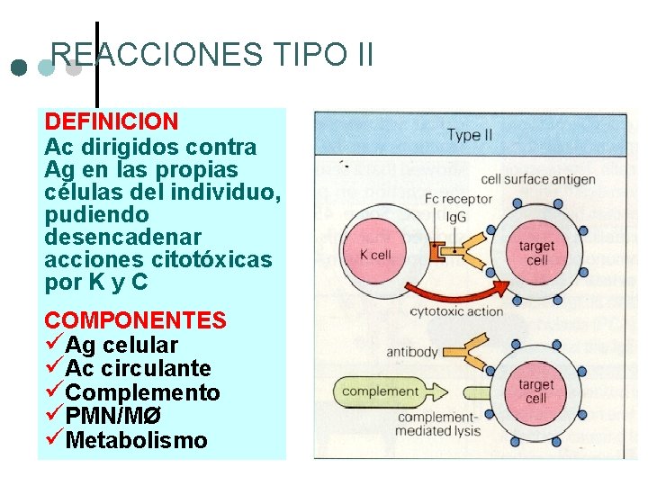 REACCIONES TIPO II DEFINICION Ac dirigidos contra Ag en las propias células del individuo,