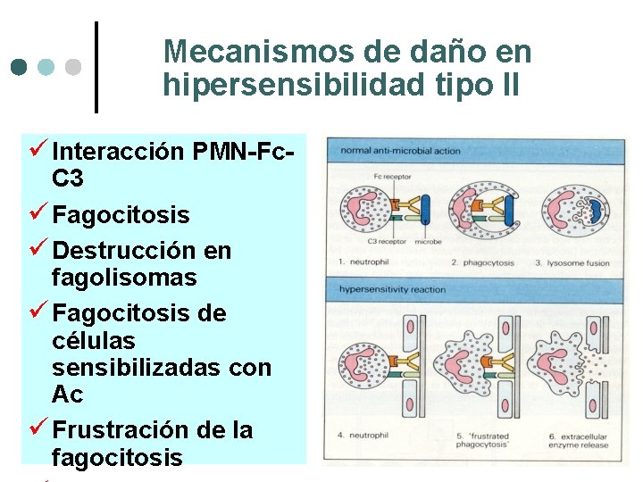 Mecanismos de daño en hipersensibilidad tipo II ü Interacción PMN-Fc. C 3 ü Fagocitosis