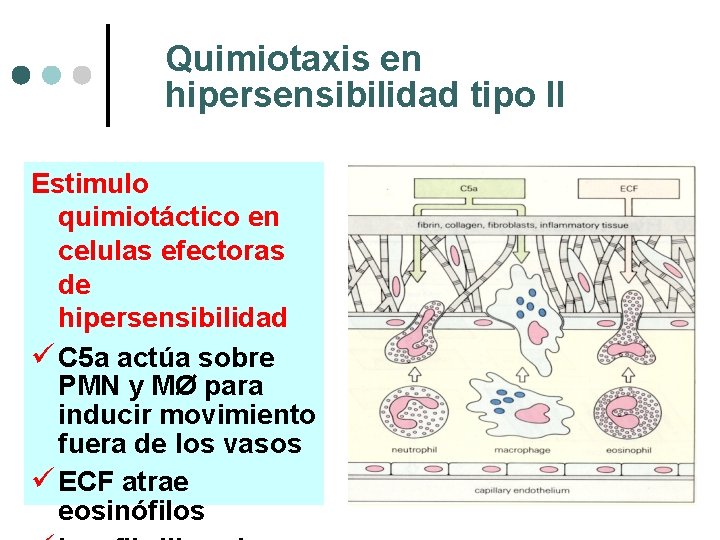 Quimiotaxis en hipersensibilidad tipo II Estimulo quimiotáctico en celulas efectoras de hipersensibilidad ü C