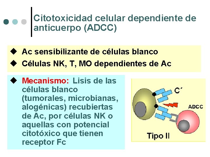 Citotoxicidad celular dependiente de anticuerpo (ADCC) u Ac sensibilizante de células blanco u Células