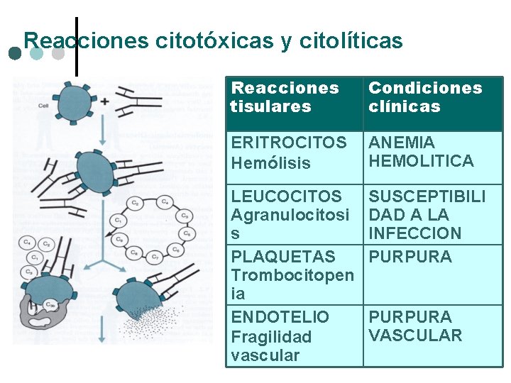 Reacciones citotóxicas y citolíticas Reacciones tisulares Condiciones clínicas ERITROCITOS Hemólisis ANEMIA HEMOLITICA LEUCOCITOS Agranulocitosi