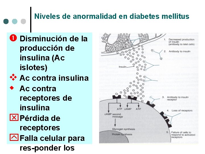Niveles de anormalidad en diabetes mellitus Disminución de la producción de insulina (Ac islotes)