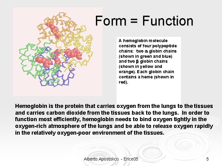Form = Function A hemoglobin molecule consists of four polypeptide chains: two a globin