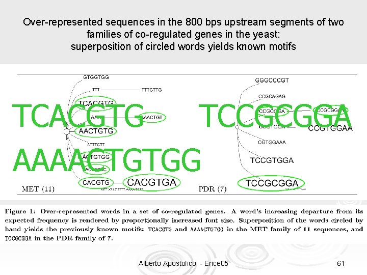 Over-represented sequences in the 800 bps upstream segments of two families of co-regulated genes