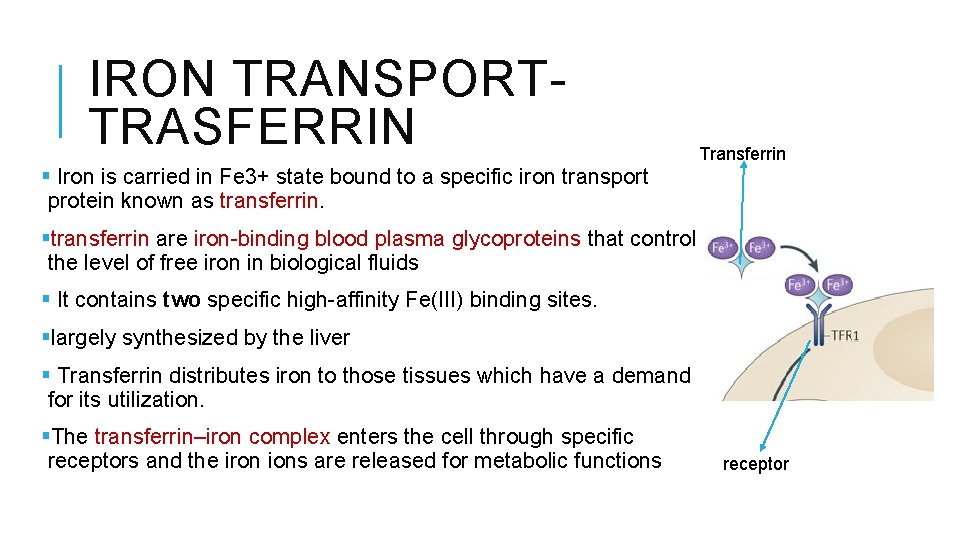IRON TRANSPORTTRASFERRIN Transferrin § Iron is carried in Fe 3+ state bound to a