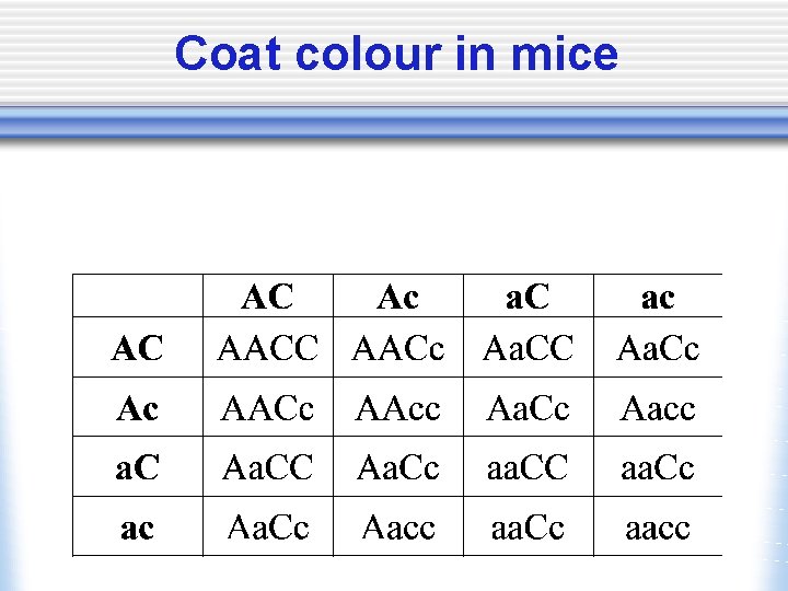 Coat colour in mice 