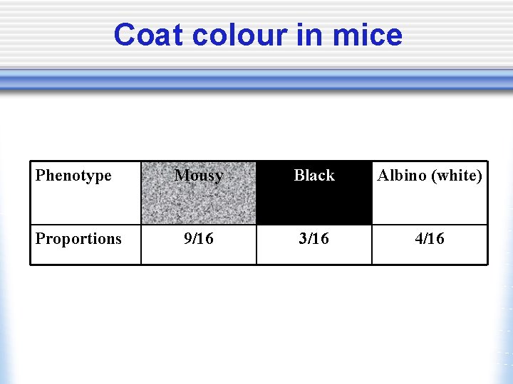 Coat colour in mice Phenotype Proportions Mousy Black Albino (white) 9/16 3/16 4/16 