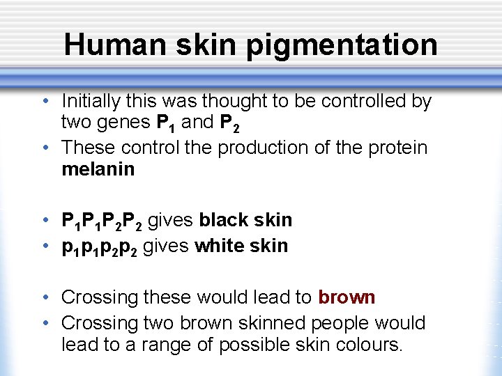 Human skin pigmentation • Initially this was thought to be controlled by two genes