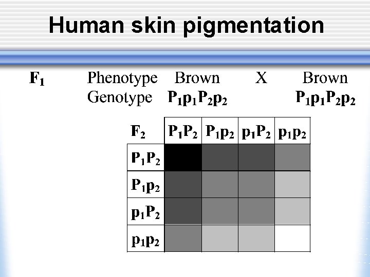 Human skin pigmentation 