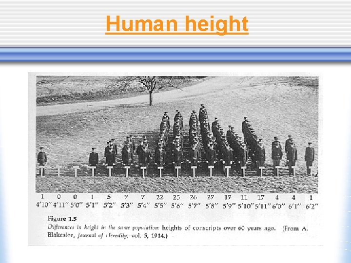 Human height 