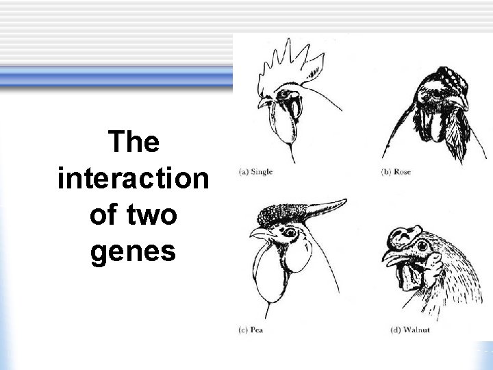 The interaction of two genes 