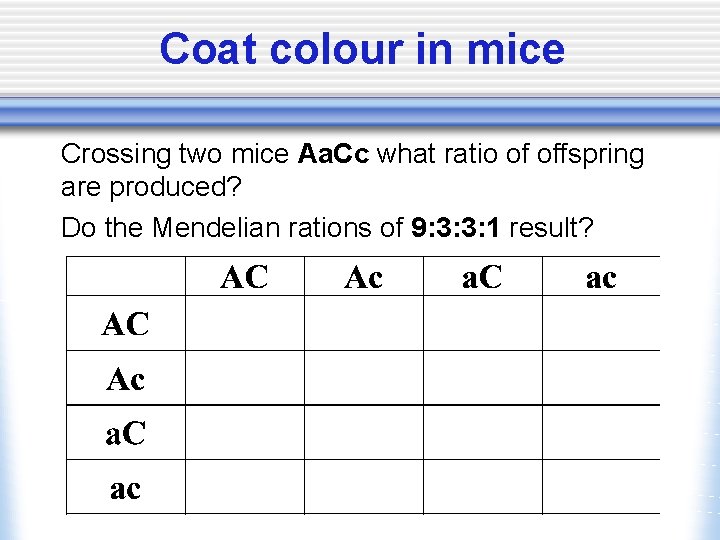 Coat colour in mice Crossing two mice Aa. Cc what ratio of offspring are