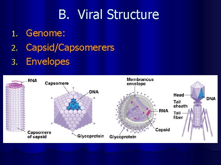 B. Viral Structure Genome: 2. Capsid/Capsomerers 3. Envelopes 1. 
