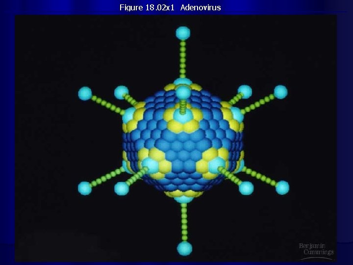 Figure 18. 02 x 1 Adenovirus 