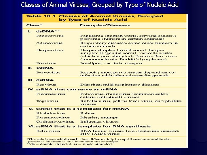 Classes of Animal Viruses, Grouped by Type of Nucleic Acid 