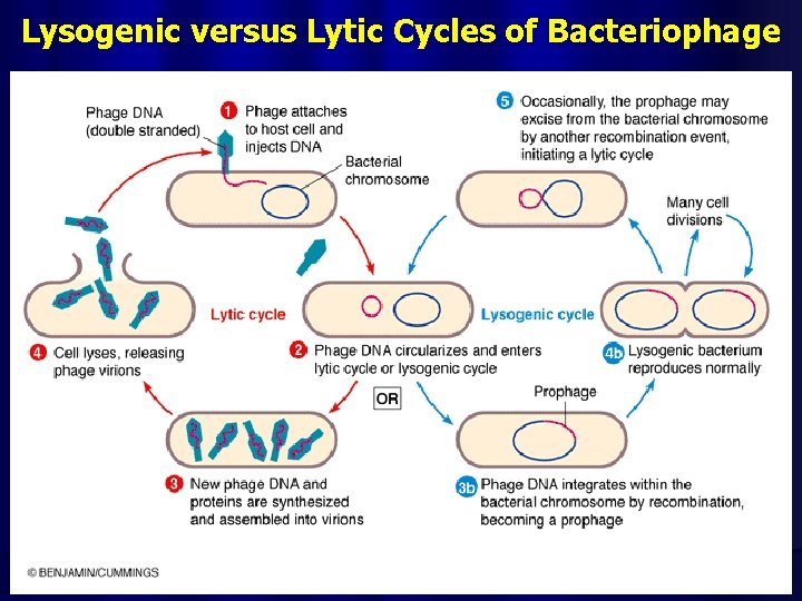 Lysogenic versus Lytic Cycles of Bacteriophage 