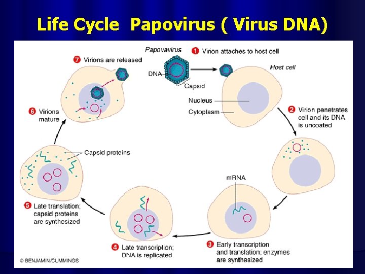 Life Cycle Papovirus ( Virus DNA) 