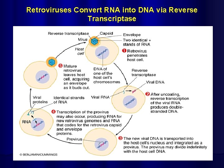 Retroviruses Convert RNA into DNA via Reverse Transcriptase 