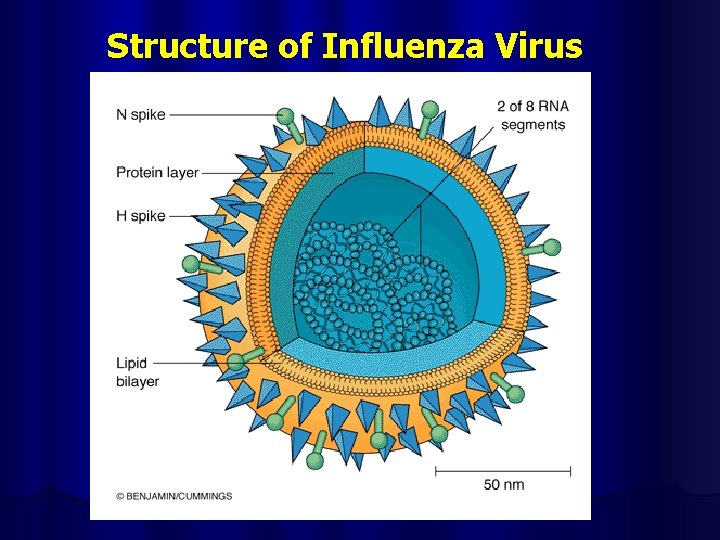 Structure of Influenza Virus 