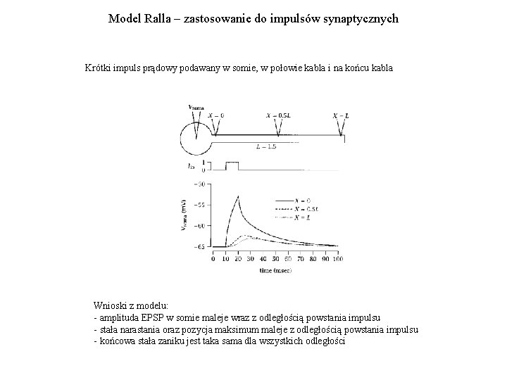 Model Ralla – zastosowanie do impulsów synaptycznych Krótki impuls prądowy podawany w somie, w