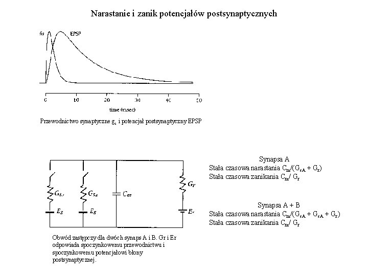 Narastanie i zanik potencjałów postsynaptycznych Przewodnictwo synaptyczne g s i potencjał postsynaptyczny EPSP Synapsa