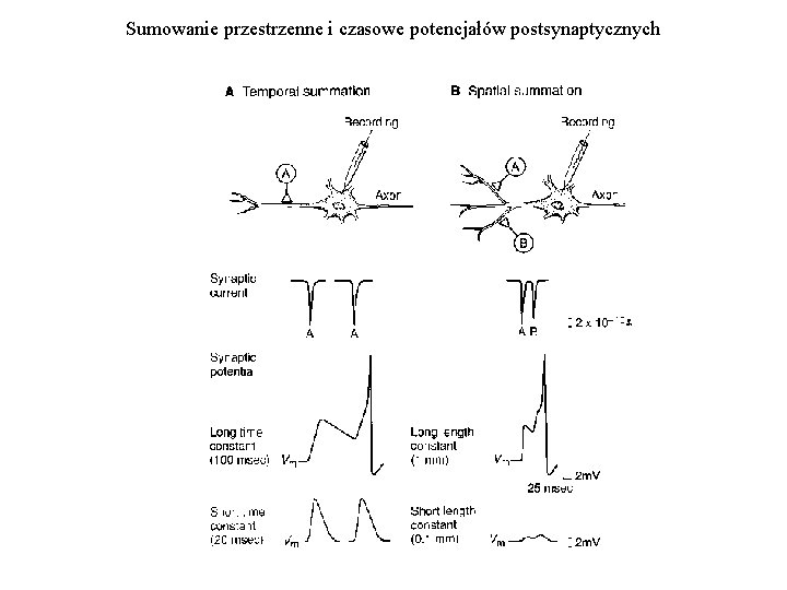 Sumowanie przestrzenne i czasowe potencjałów postsynaptycznych 