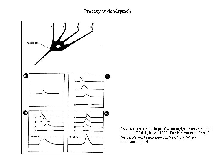 Procesy w dendrytach Przykład sumowania impulsów dendrytycznych w modelu neuronu. Z Arbib, M. A.