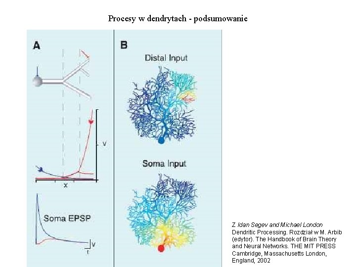 Procesy w dendrytach - podsumowanie Z Idan Segev and Michael London Dendritic Processing. Rozdział
