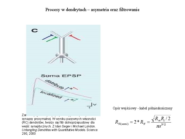 Procesy w dendrytach – asymetria oraz filtrowanie Opór wejściowy - kabel półnieskończony Zanik napięcia