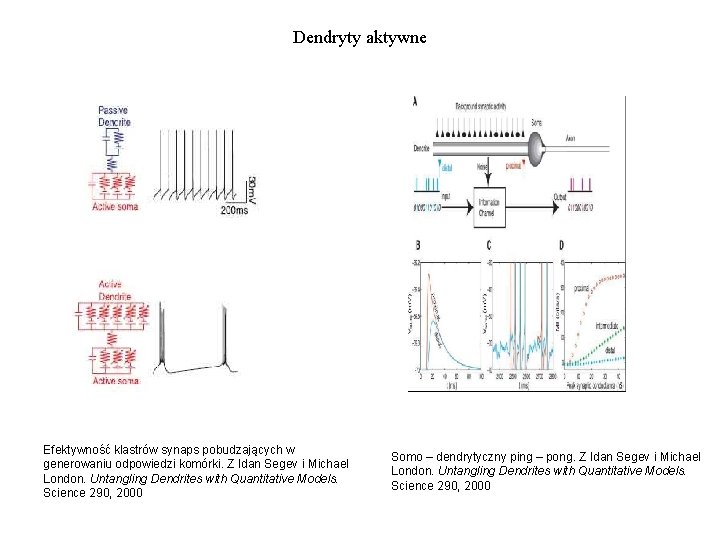 Dendryty aktywne Efektywność klastrów synaps pobudzających w generowaniu odpowiedzi komórki. Z Idan Segev i