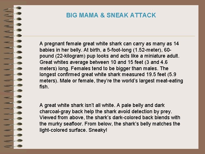 BIG MAMA & SNEAK ATTACK A pregnant female great white shark can carry as