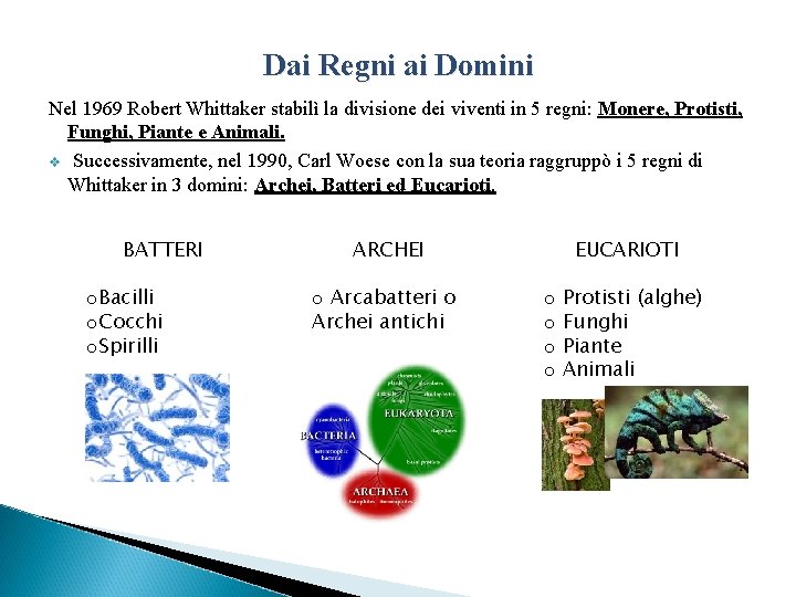 Dai Regni ai Domini Nel 1969 Robert Whittaker stabilì la divisione dei viventi in