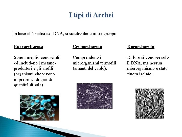 I tipi di Archei In base all’analisi del DNA, si suddividono in tre gruppi: